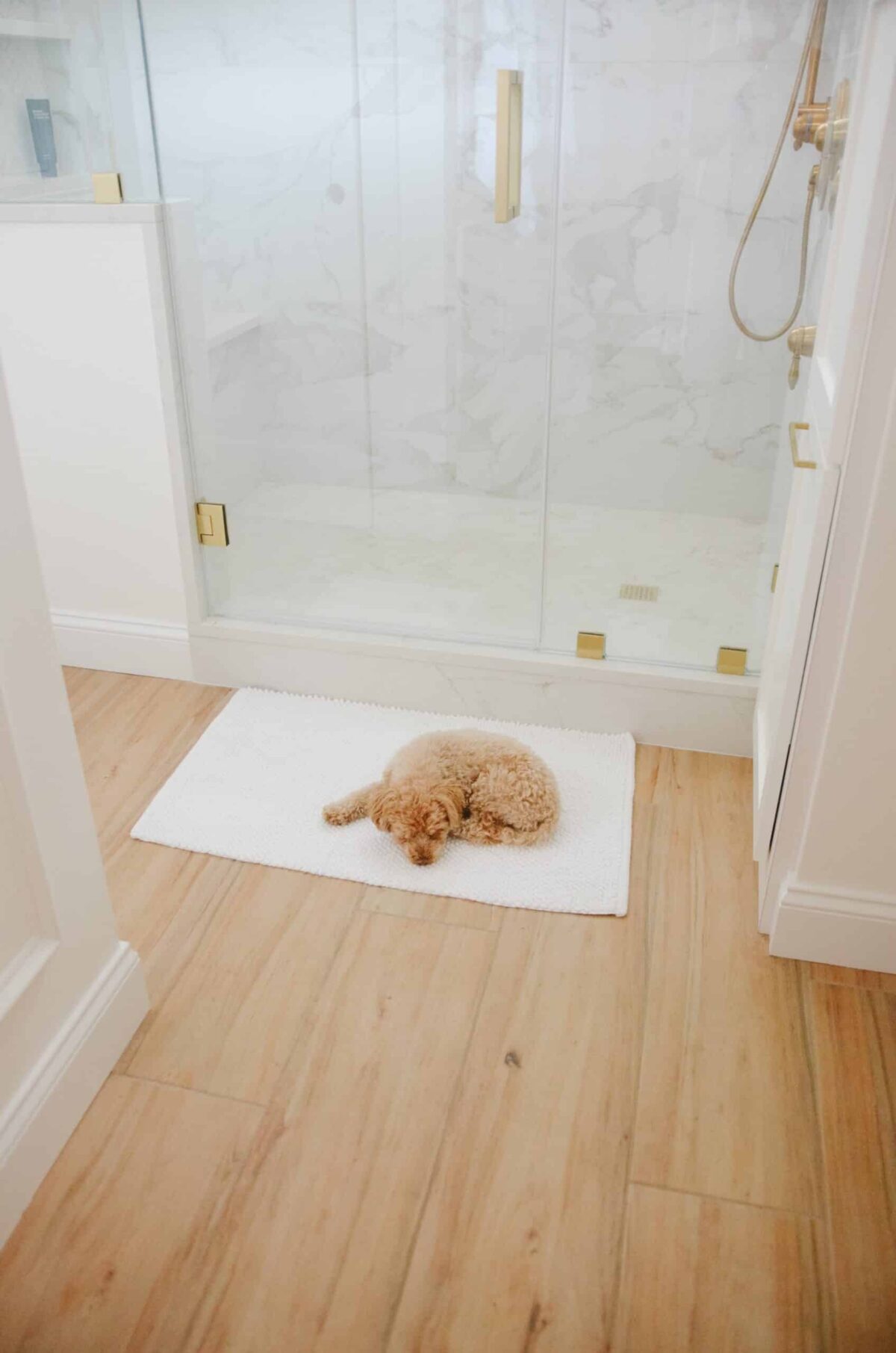 dog on floor in modern bathroom