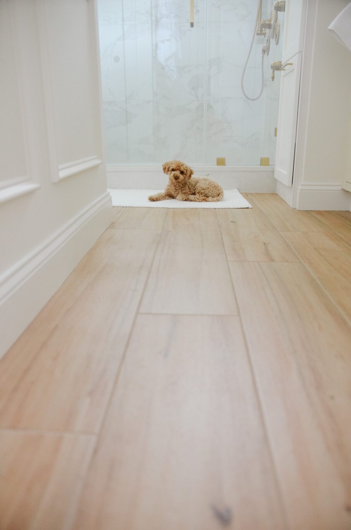 dog on floor in modern bathroom